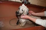 BAIN - SKYE TERRIER 081